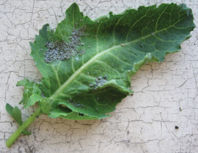 Get Rid of Garden Pests Image